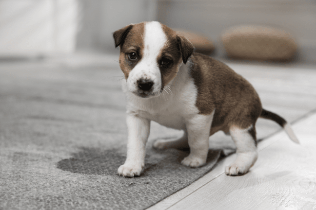 visuel propreté du chiot image article