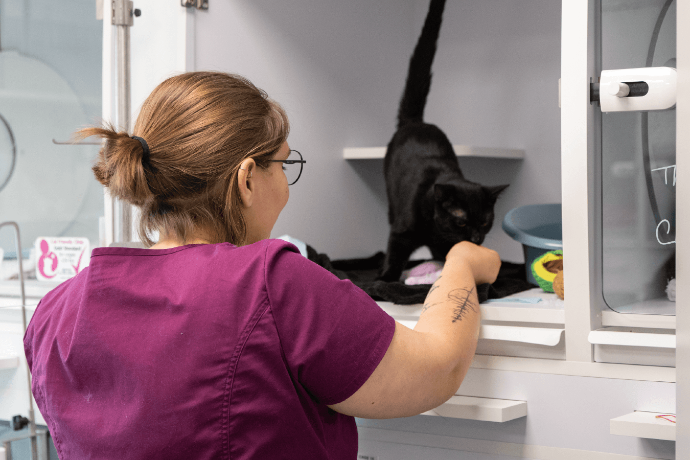 Chat avec une ASV