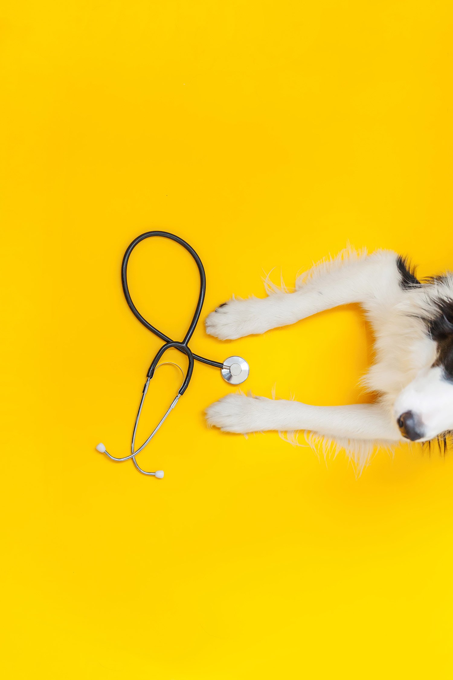dog.jpg
